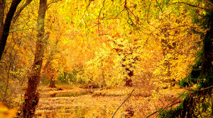 Software - Sample 2 for three columns